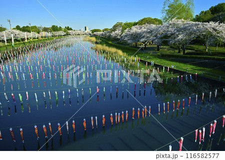 館林市鶴生田川に架かる鯉のぼりと桜並木(ふれあい橋から) 館林市鶴生田川に架かる鯉のぼりと桜並木(ふれあい橋から) 116582577