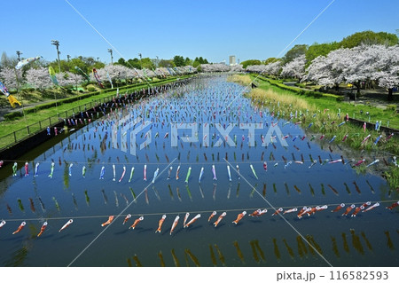 館林市鶴生田川に架かる鯉のぼりと桜並木（ふれあい橋から） 116582593
