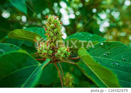 アカメガシワ アカメガシワ 116582879