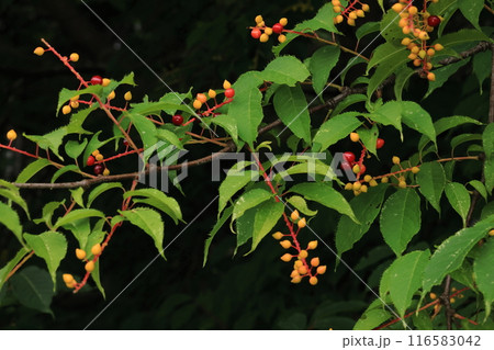 自然　植物　ウワミズザクラ、果実の熟す速さは様々。緑色から黄色、赤,、紫に色が変わります 116583042