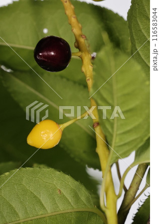 自然 植物 ウワミズザクラ、完熟した黒紫の果実と未熟な果実が同居する花序 自然 植物 ウワミズザクラ、完熟した黒紫の果実と未熟な果実が同居する花序 116583044