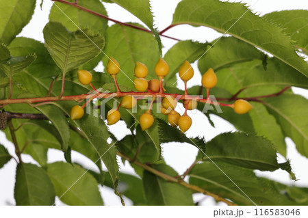 自然　植物　ウワミズザクラ、黄色く熟し始めた果実。花序の下に葉がつくのはウワミズザクラの特徴 116583046