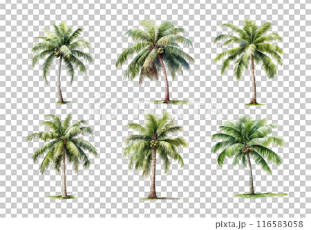 Coconut Tree, Summer Illustration. Watercolor Style. Coconut Tree, Summer Illustration. Watercolor Style. 116583058