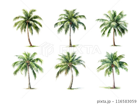 Cute watercolor painting style illustration of Coconut Tree, isolated on white background 116583059