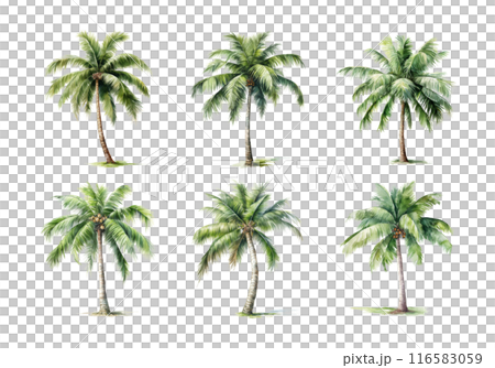 Cute watercolor painting style illustration of Coconut Tree, isolated on white background 116583059