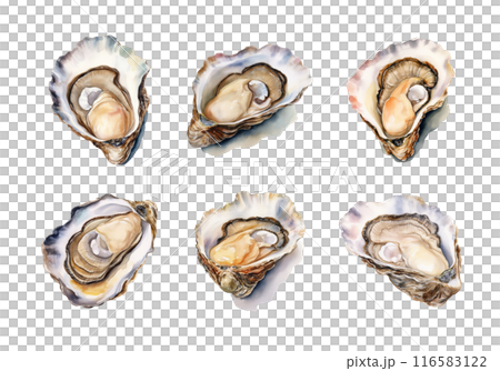 Oyster, Summer Illustration. Watercolor Style. 116583122