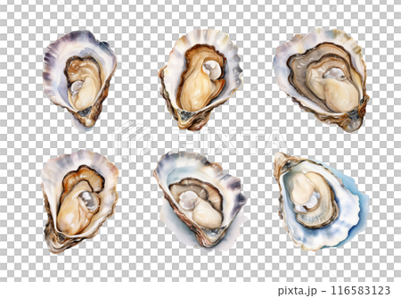 Cute watercolor painting style illustration of Oyster, isolated on white background 116583123