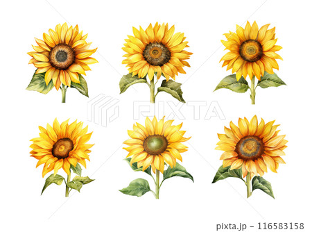 Sunflower, Summer Illustration. Watercolor Style. 116583158