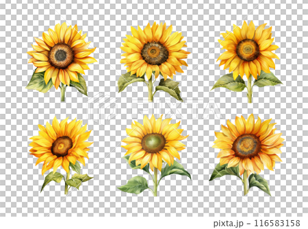 Sunflower, Summer Illustration. Watercolor Style. 116583158