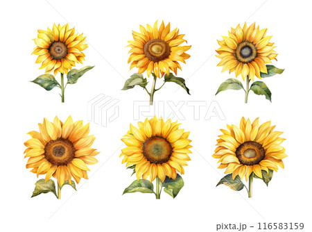 Cute watercolor painting style illustration of Sunflower, isolated on white background 116583159