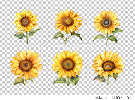 Cute watercolor painting style illustration of Sunflower, isolated on white background 116583159