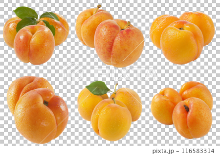 Realistic photo illustration of Apricot, isolated on transparent background Realistic photo illustration of Apricot, isolated on transparent background 116583314