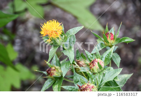 ベニバナ ベニバナ 116583317