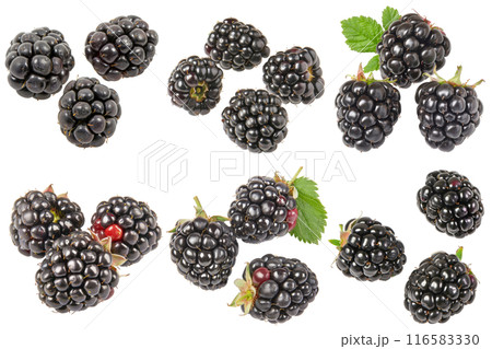 Blackberry, fruit realistic Illustration. Realistic PNG file. Mockup template for artwork graphic design 116583330