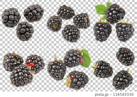 Blackberry, fruit realistic Illustration. Realistic PNG file. Mockup template for artwork graphic design 116583330