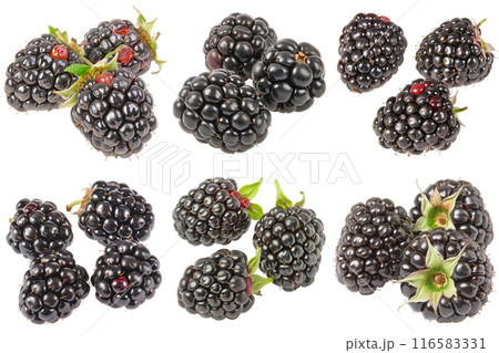 Realistic photo illustration of Blackberry, isolated on transparent background 116583331