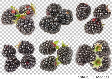Realistic photo illustration of Blackberry, isolated on transparent background 116583331