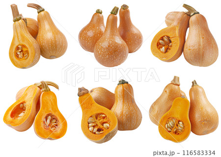 Butternut Squash, fruit realistic Illustration. Realistic PNG file. Mockup template for artwork graphic design 116583334