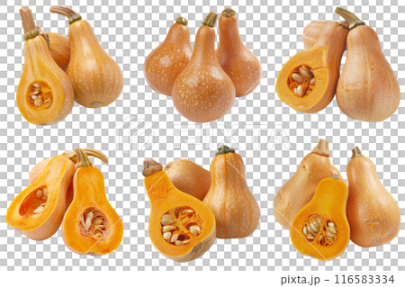 Butternut Squash, fruit realistic Illustration. Realistic PNG file. Mockup template for artwork graphic design 116583334