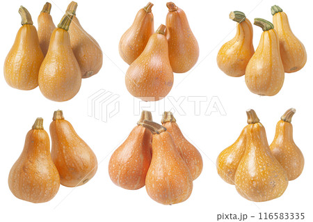 Realistic photo illustration of Butternut Squash, isolated on transparent background Realistic photo illustration of Butternut Squash, isolated on transparent background 116583335