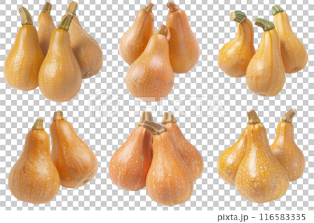 Realistic photo illustration of Butternut Squash, isolated on transparent background Realistic photo illustration of Butternut Squash, isolated on transparent background 116583335