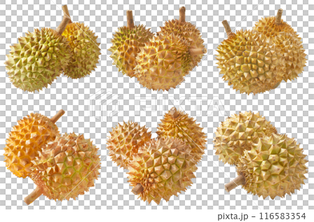 Durian, fruit realistic Illustration. Realistic PNG file. Mockup template for artwork graphic design Durian, fruit realistic Illustration. Realistic PNG file. Mockup template for artwork graphic design 116583354