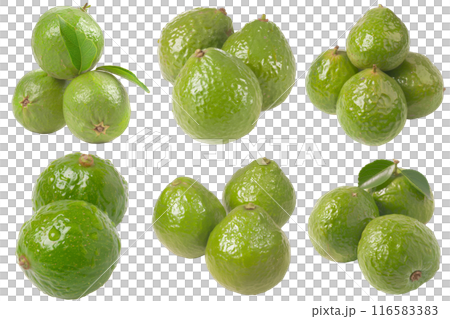 Guava, fruit realistic Illustration. Realistic PNG file. Mockup template for artwork graphic design 116583383