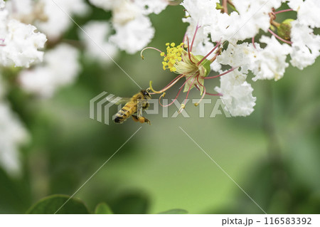 サルスベリの花で花で集密するミツバチ サルスベリの花で花で集密するミツバチ 116583392