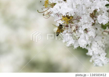 サルスベリの花で花で集密するミツバチ サルスベリの花で花で集密するミツバチ 116583412