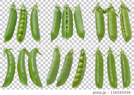 Pea Pods, fruit realistic Illustration. Realistic PNG file. Mockup template for artwork graphic design Pea Pods, fruit realistic Illustration. Realistic PNG file. Mockup template for artwork graphic design 116583436