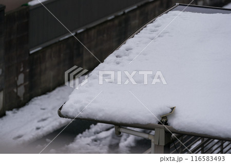 雪の朝 雪の朝 116583493