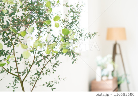 観葉植物のあるリビング 116583500