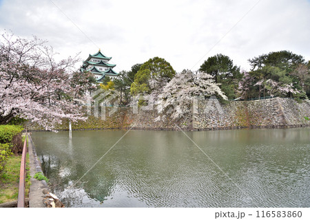 《愛知県》春の名古屋城と満開の桜 116583860