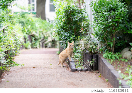 散歩する猫 茶トラ 散歩する猫 茶トラ 116583951