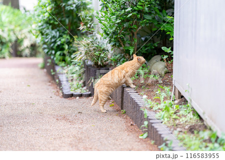 散歩する猫　茶トラ 116583955