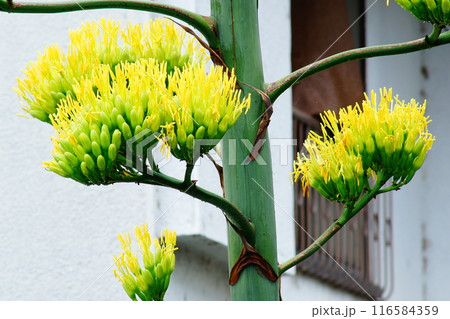 竜舌蘭の花 竜舌蘭の花 116584359