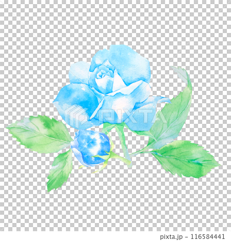 青いバラの花の水彩イラスト 116584441