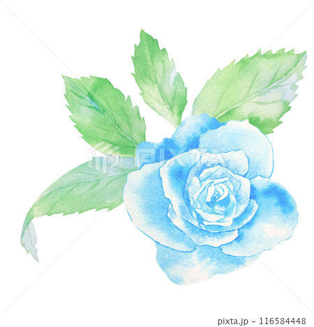 青いバラの花の水彩イラスト 116584448