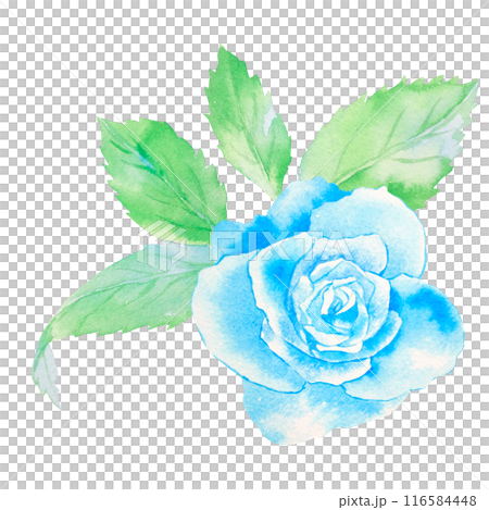 青いバラの花の水彩イラスト 116584448