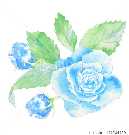 青いバラの花の水彩イラスト 116584450