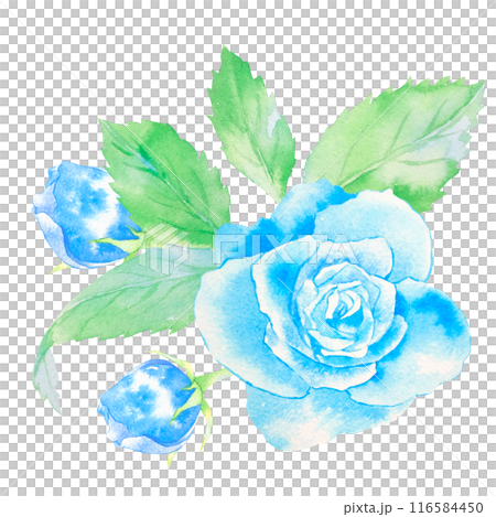 青いバラの花の水彩イラスト 116584450