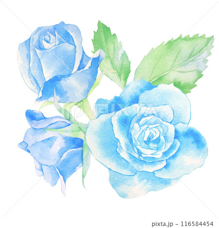 青いバラの花の水彩イラストのイラスト素材 [116584454] - PIXTA
