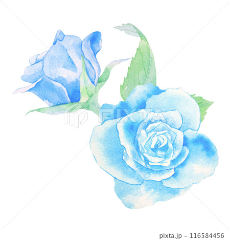 青いバラの花の水彩イラスト 116584456