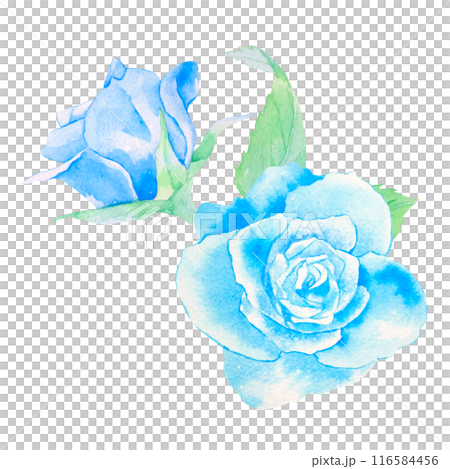 青いバラの花の水彩イラスト 116584456