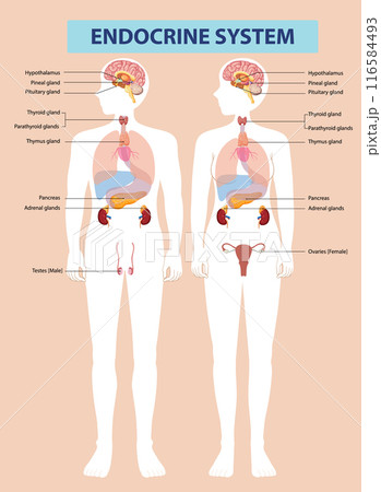 Human Endocrine System Diagram 116584493