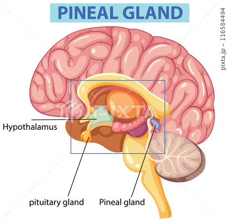 Human Brain Pineal Gland Diagram 116584494