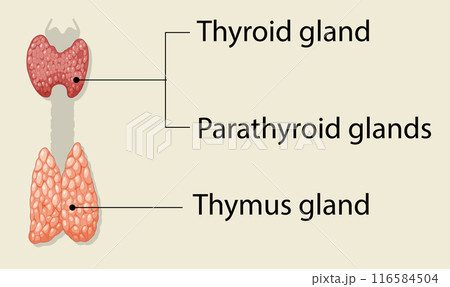 Human Endocrine System Glands Illustration Human Endocrine System Glands Illustration 116584504
