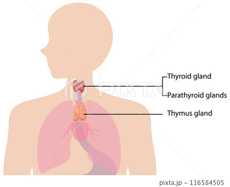 Human Endocrine System Diagram 116584505