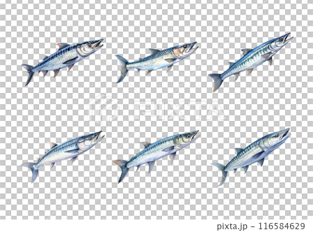 Barracuda, Animal Illustration. Watercolor Style 116584629