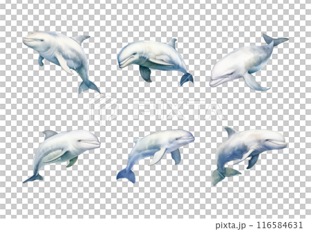 Beluga Whale, Animal Illustration. Watercolor Style 116584631